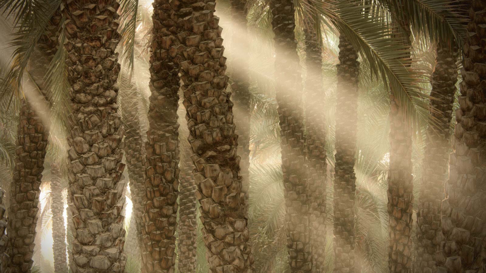 Date-palm-key-to-climate-revolution