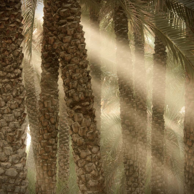Date-palm-key-to-climate-revolution