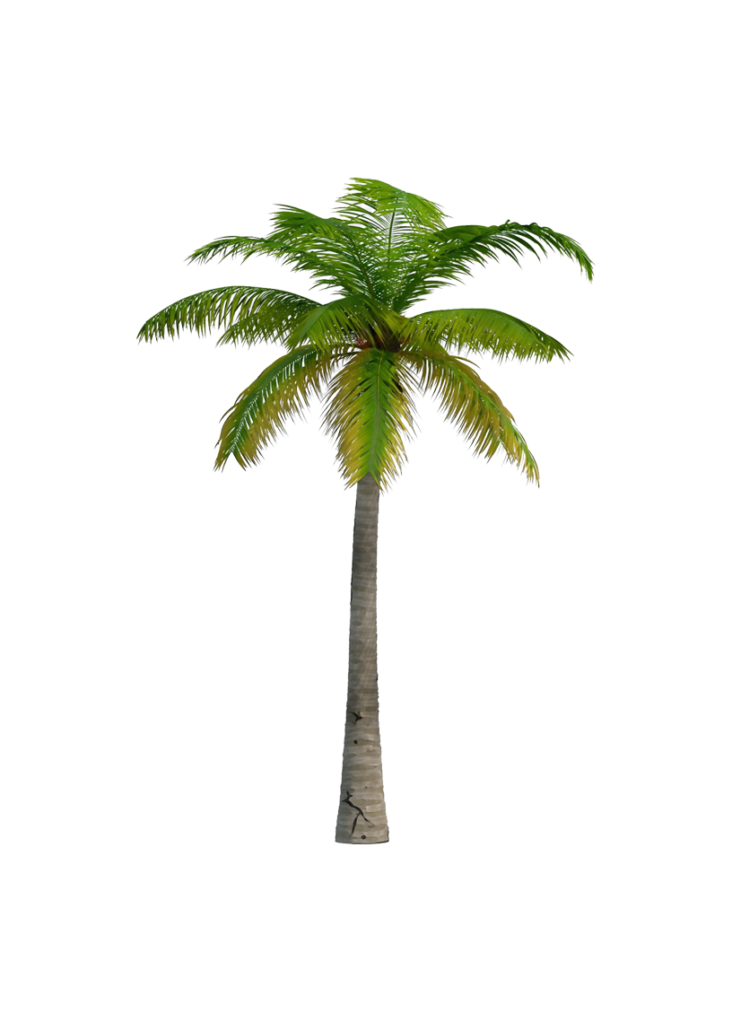 palm-01
